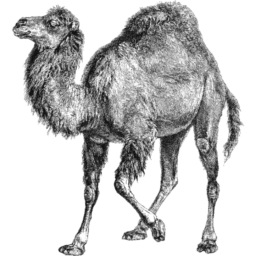 perl-camel